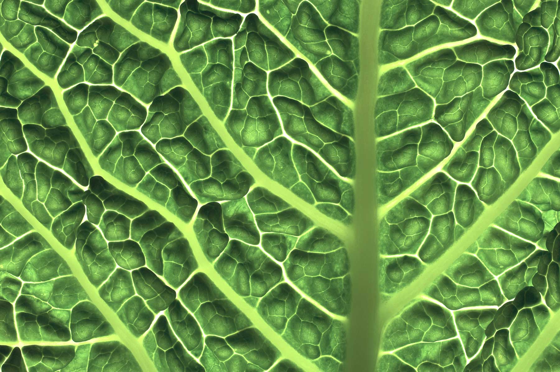 (Actually) Understanding Folate vs. Folic Acid: Why Natural Folate is Superior for Pregnancy