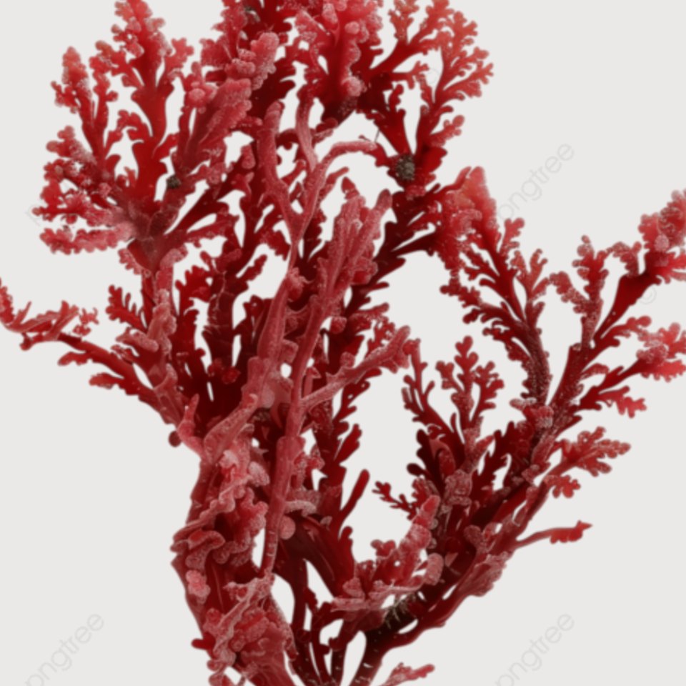 Red marine algae